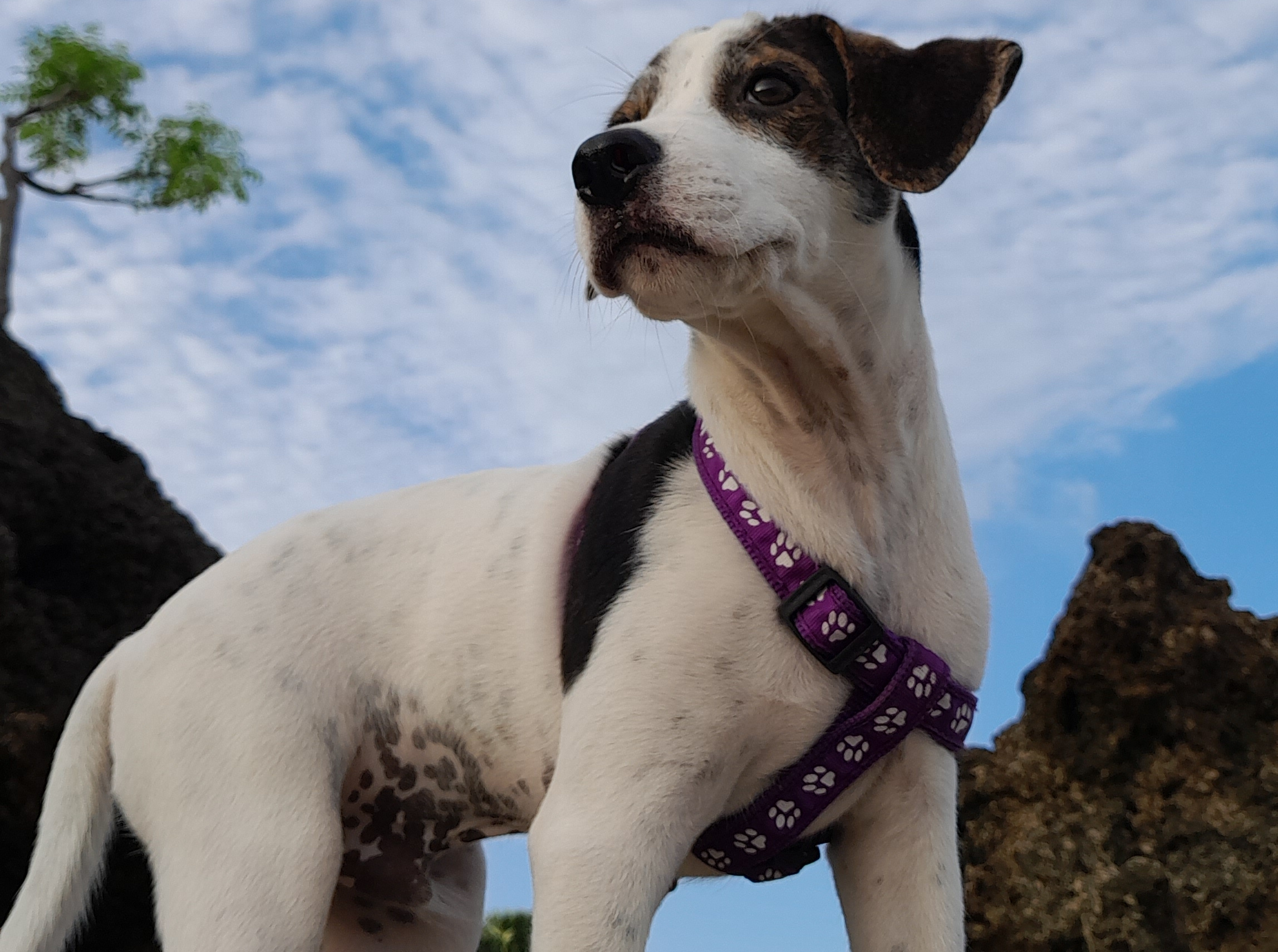 Beagle and dalmatian mix dog, Beaglematian, on a rock