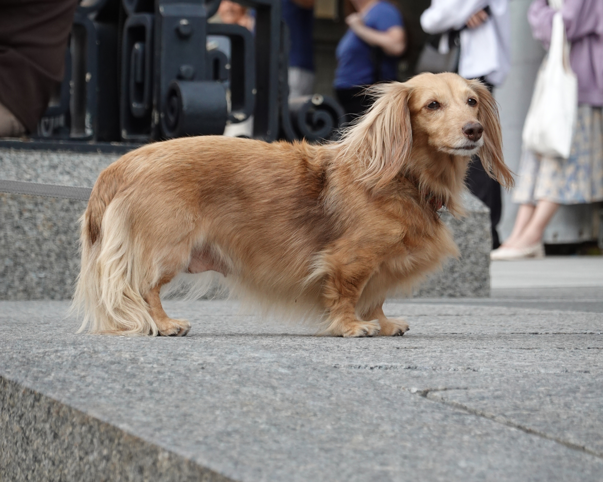Adorable Golden Dox dog, a unique mix of Golden Retriever and Dachshund