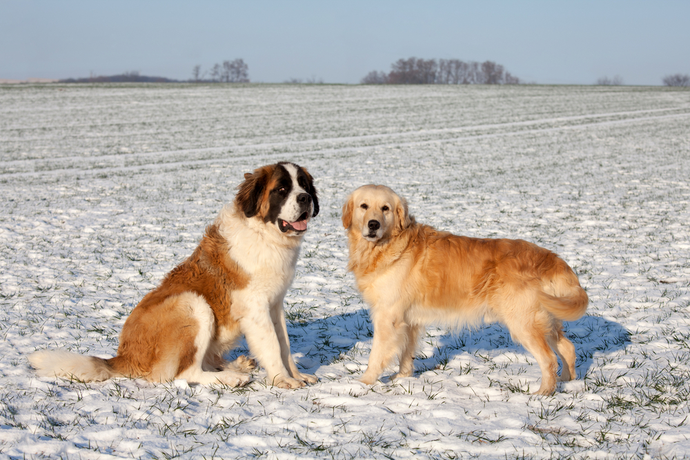 Golden Retriever and Saint Bernard dogs