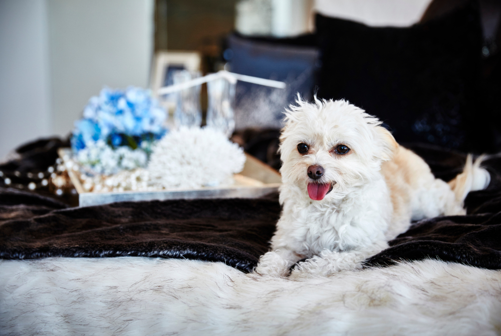 Chichon (Bichon-Frise/Chihuahua mix breed)