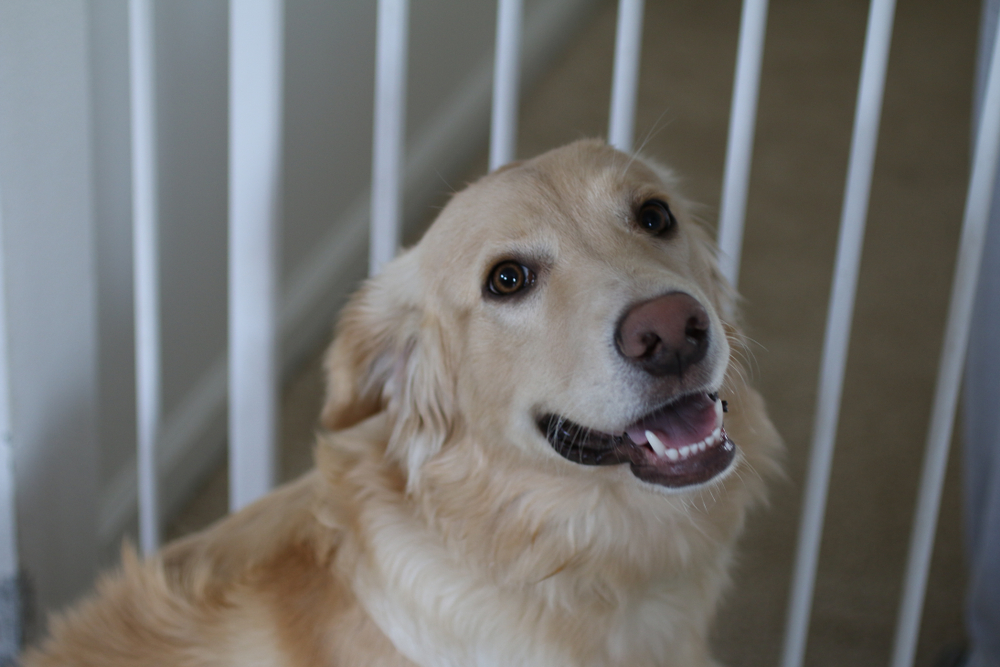 Golden retriever and border collie mix