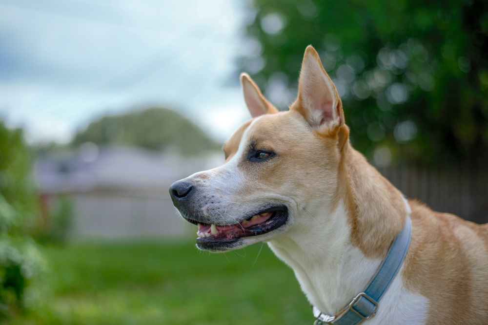 Pitsky dog breed in a park