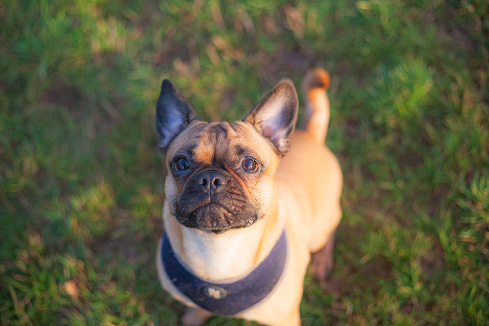 Frug dog mix breed