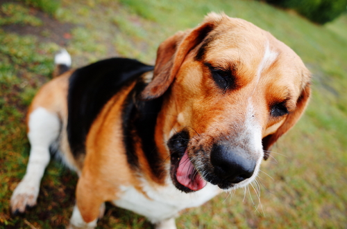 Beagle - Basset Hound Mix