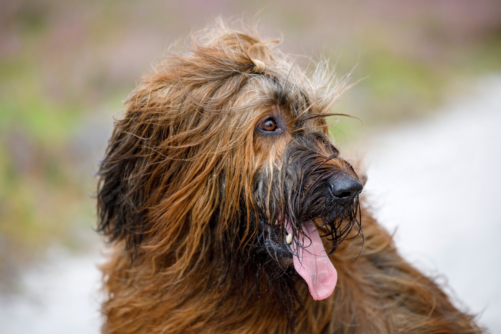close up portrait of a Briard (French Sheepdog) at habitat