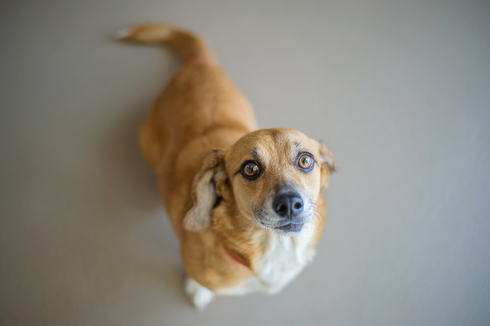 Corgi Beagle Mix, Corgle in Shelter