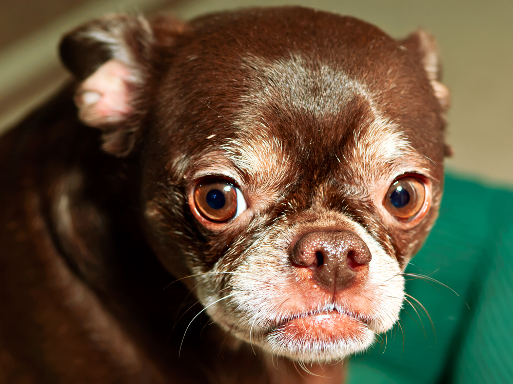 A portrait photo of a French Bulldog Chihuahua hybrid mix, French Bullhuahua