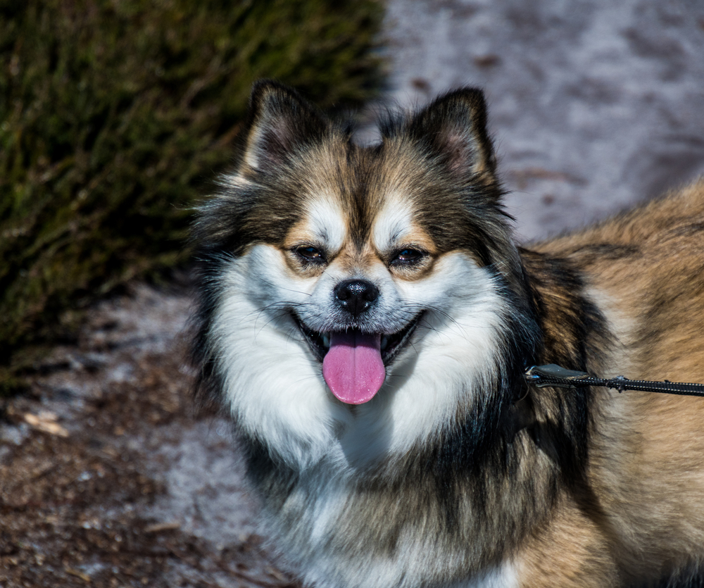 Chihuahua Husky Mix: Husky-Chi Breed