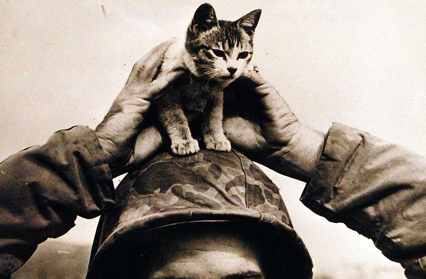 A Cat in WWII