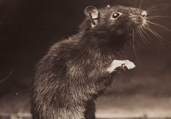 Black Rat in the 1940s