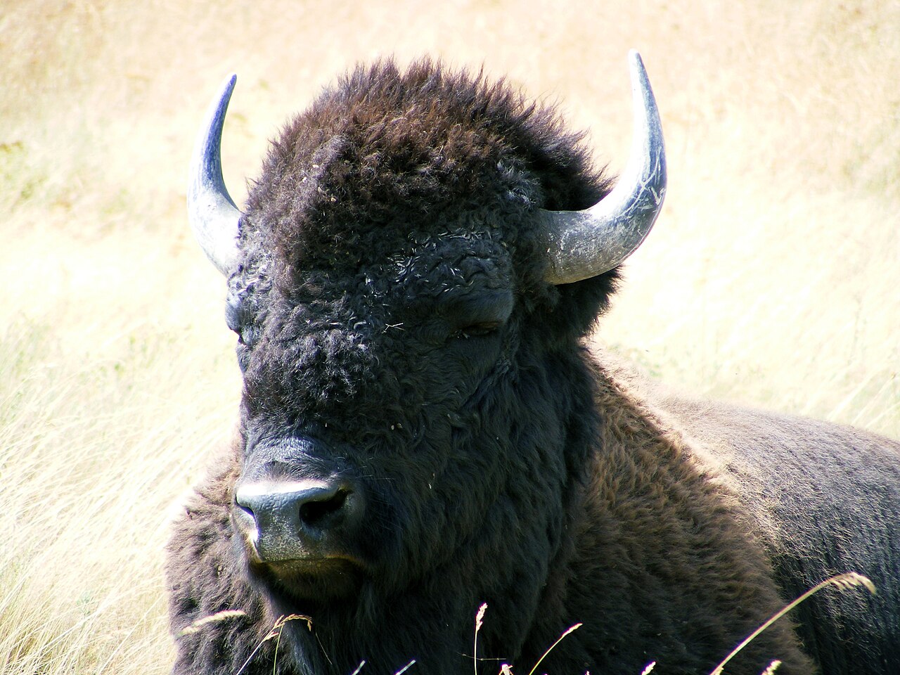 Closeup of Bull Bison