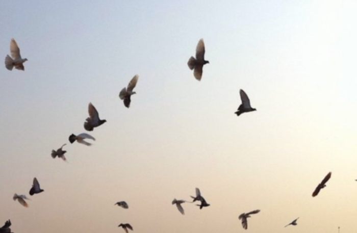 Pigeons On The Roofs Of Agra, India