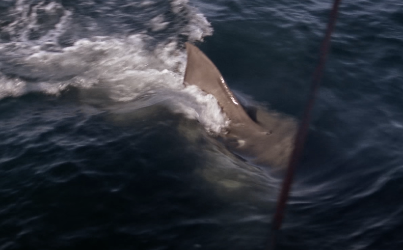 Screenshot of the movie Jaws (1975)