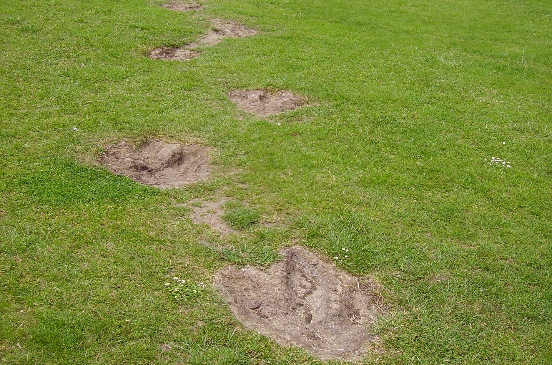 Megalosaurus foot prints reconstructed on OUMNH lawn