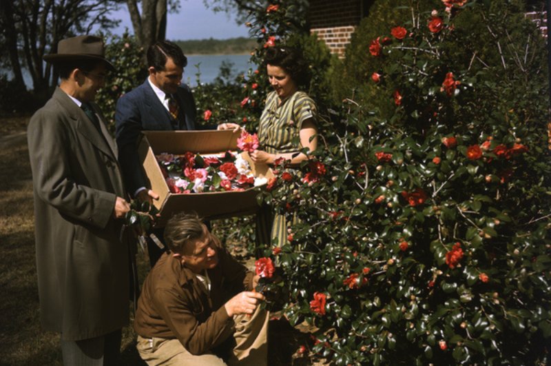 People Picking camellias during Christmas, Florida