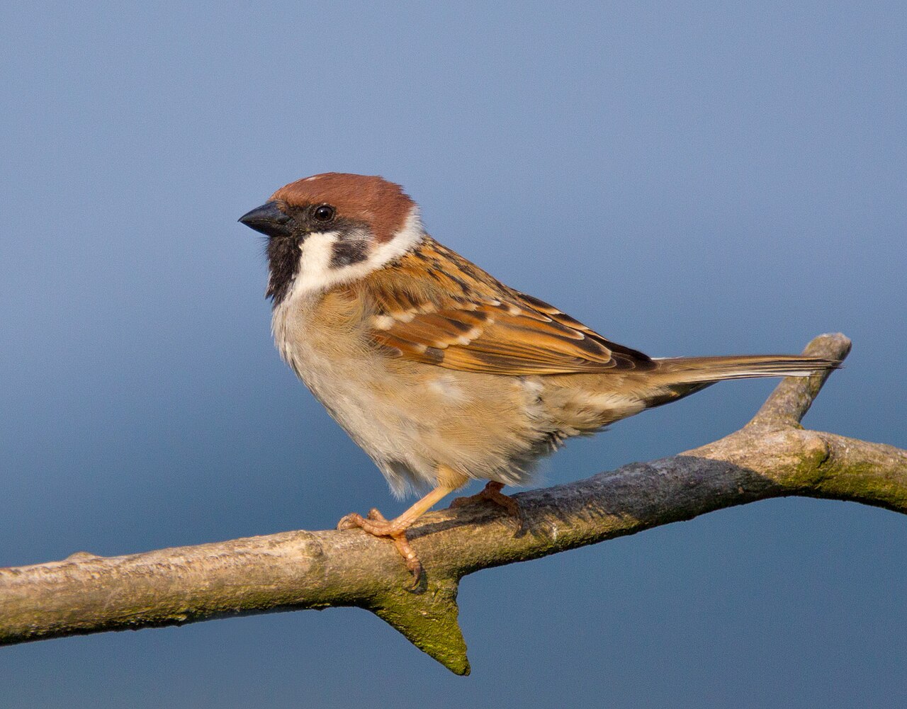 Tree sparrow
