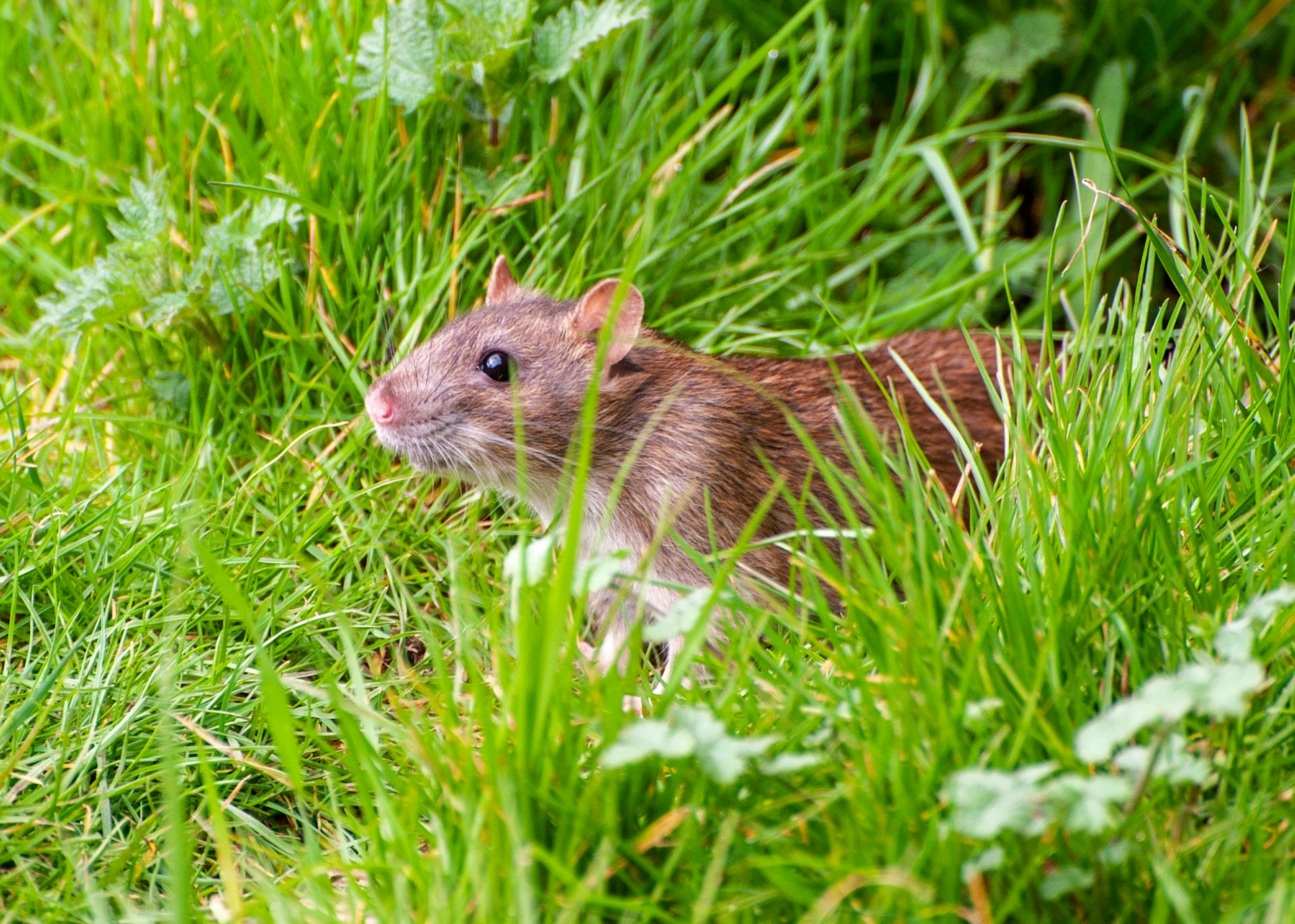 brown rat in a grass