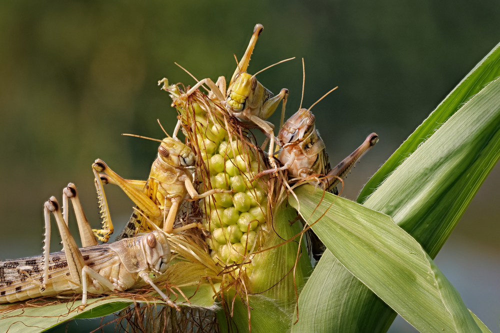 locusts crawling on a maize