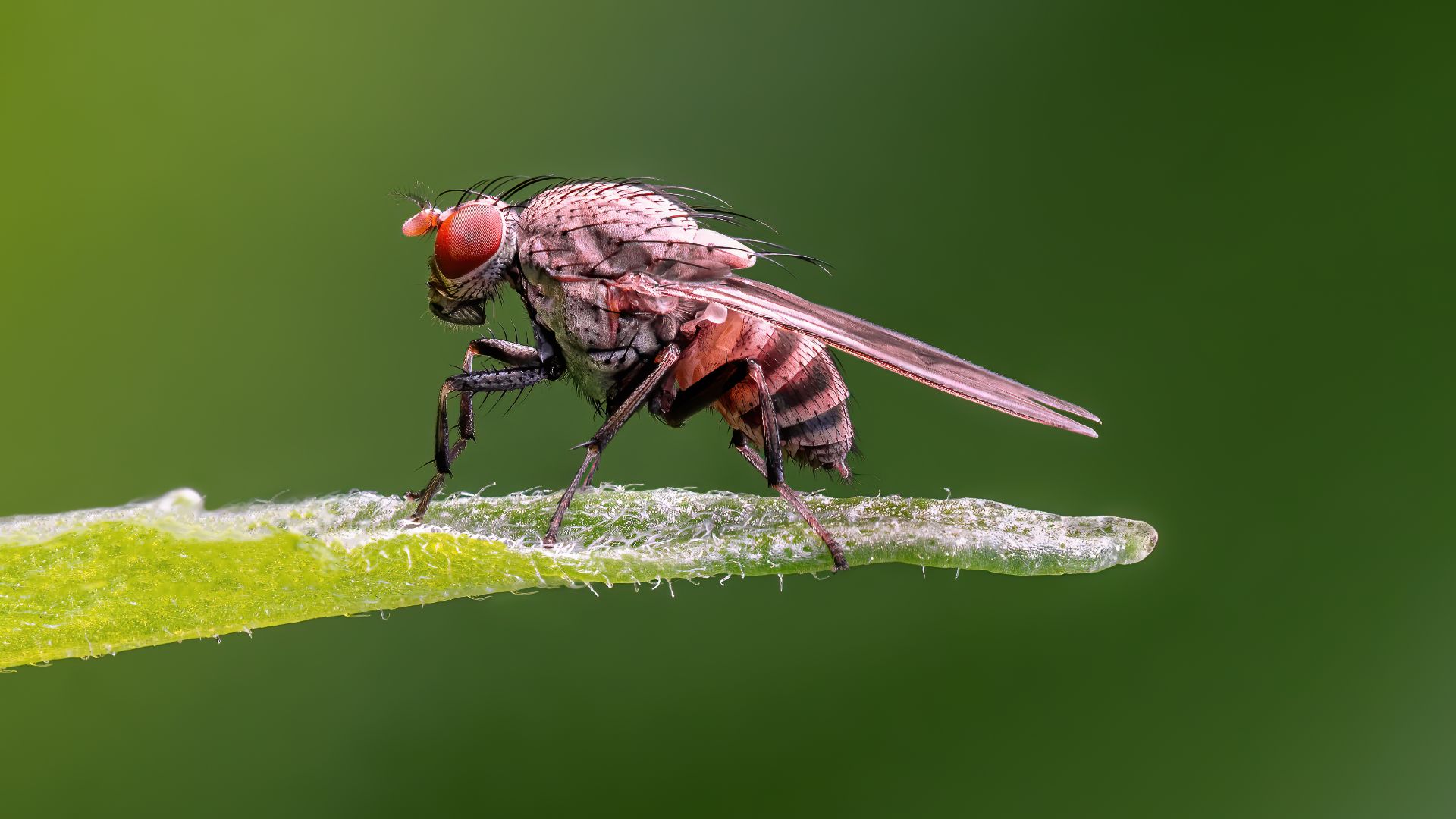 File:Minettia fly.jpg