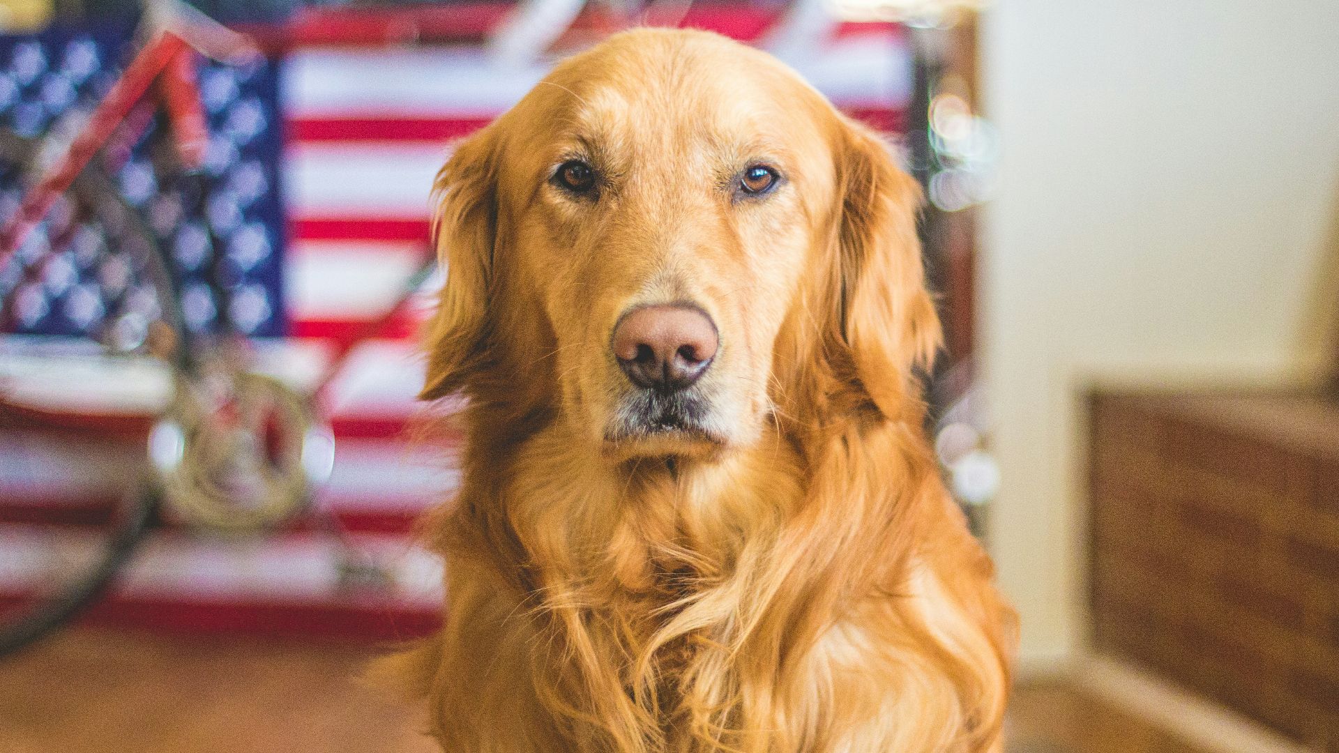 selective focus photography of golden Labrador retriever