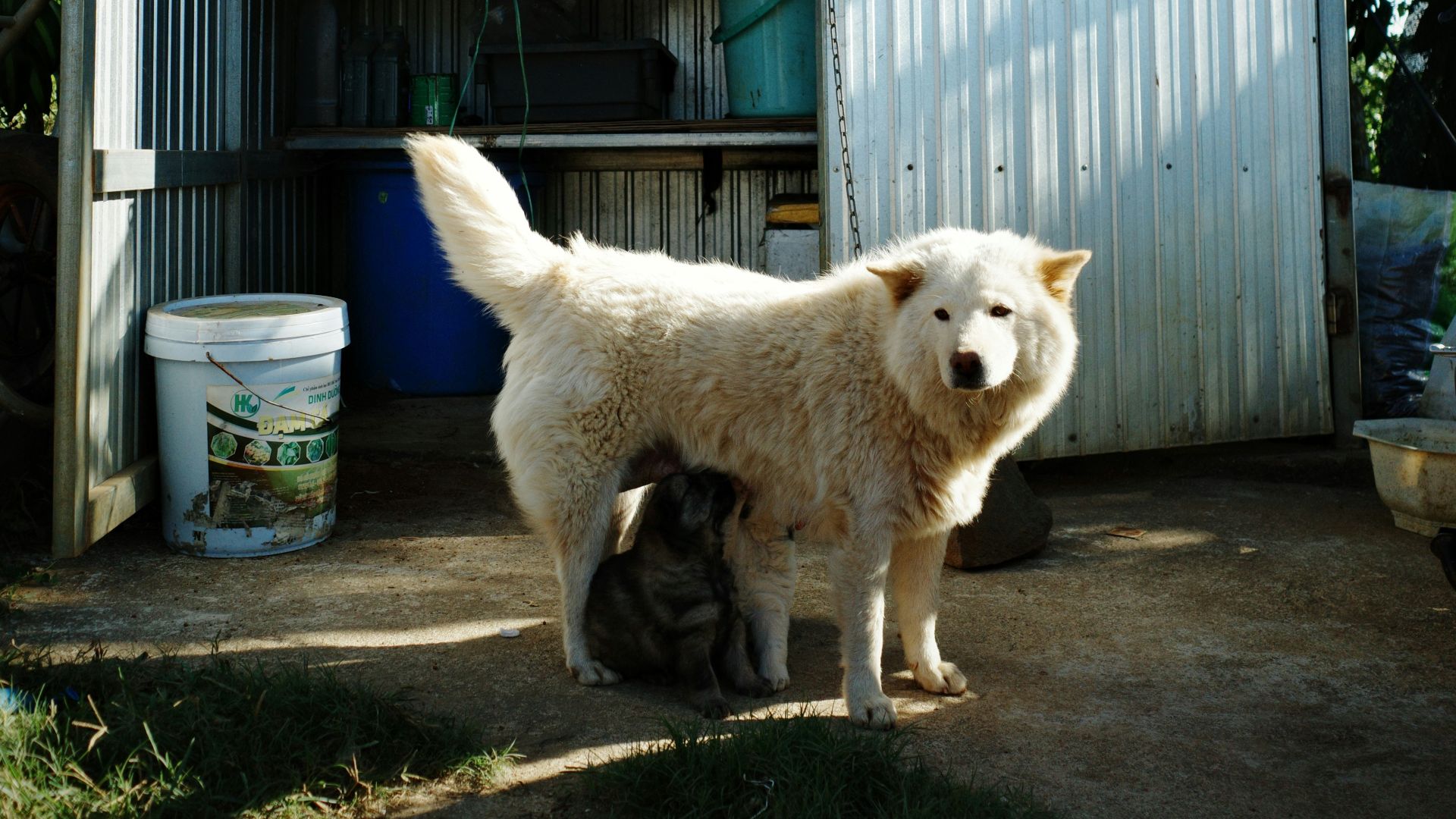 A dog and her puppy near a shed.