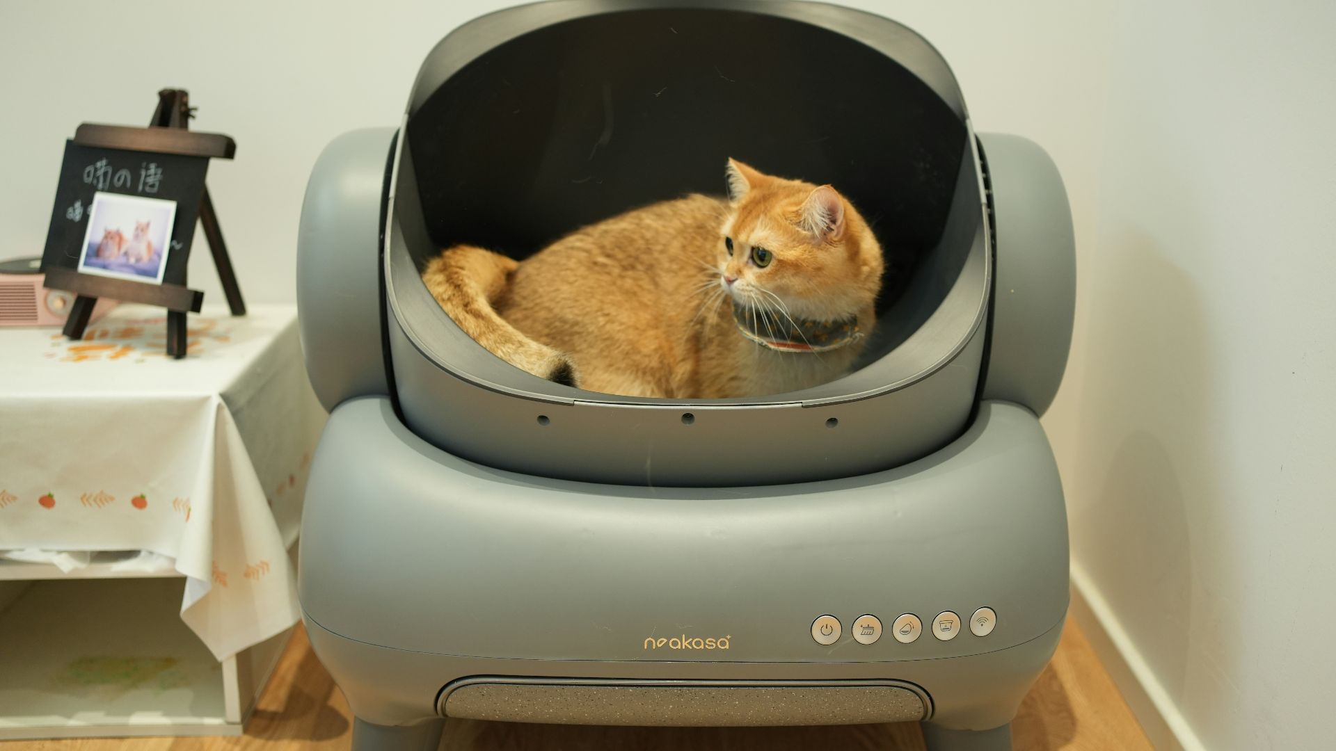 An orange cat sitting in a grey chair