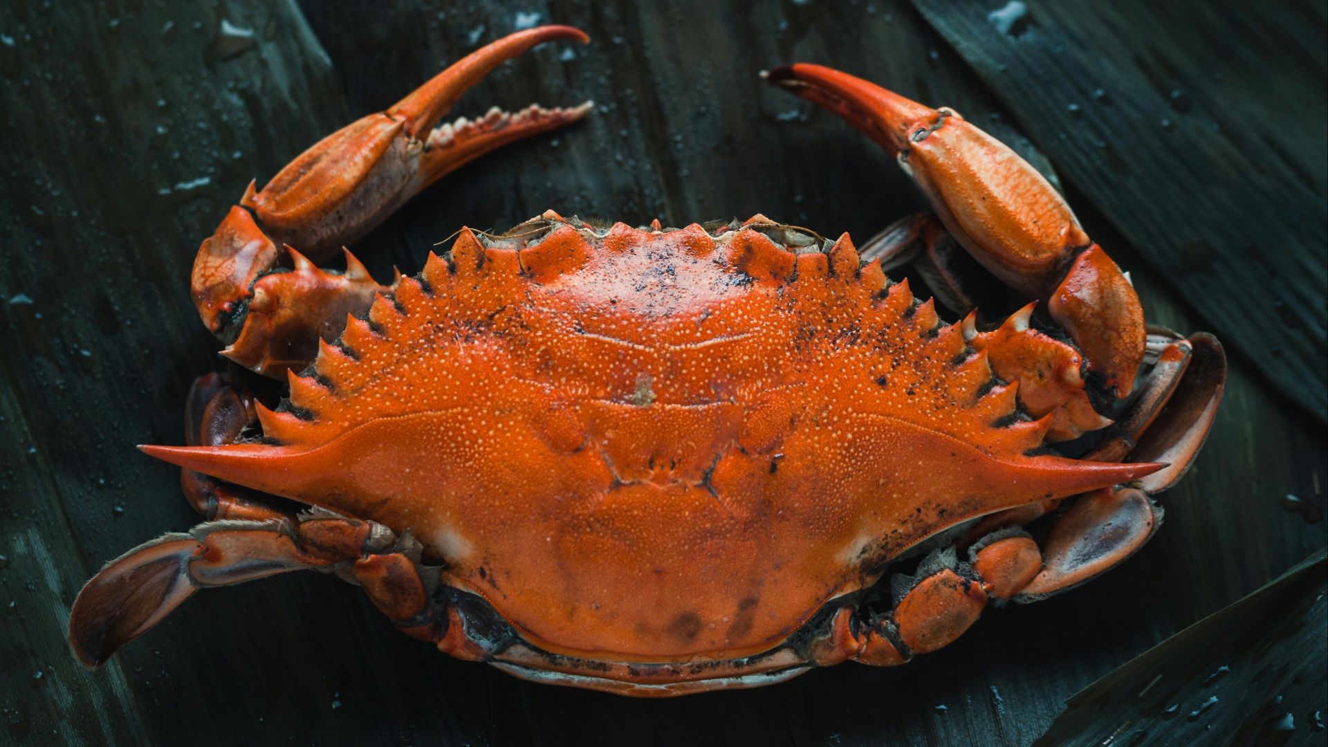 brown crab on brown surface
