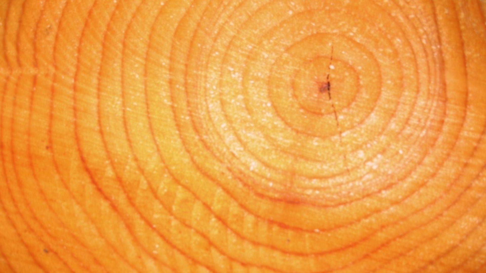 File:Growth rings.jpg