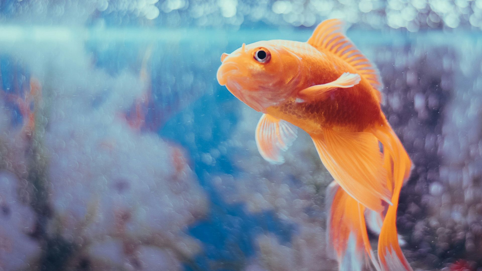 orange fish in fish tank