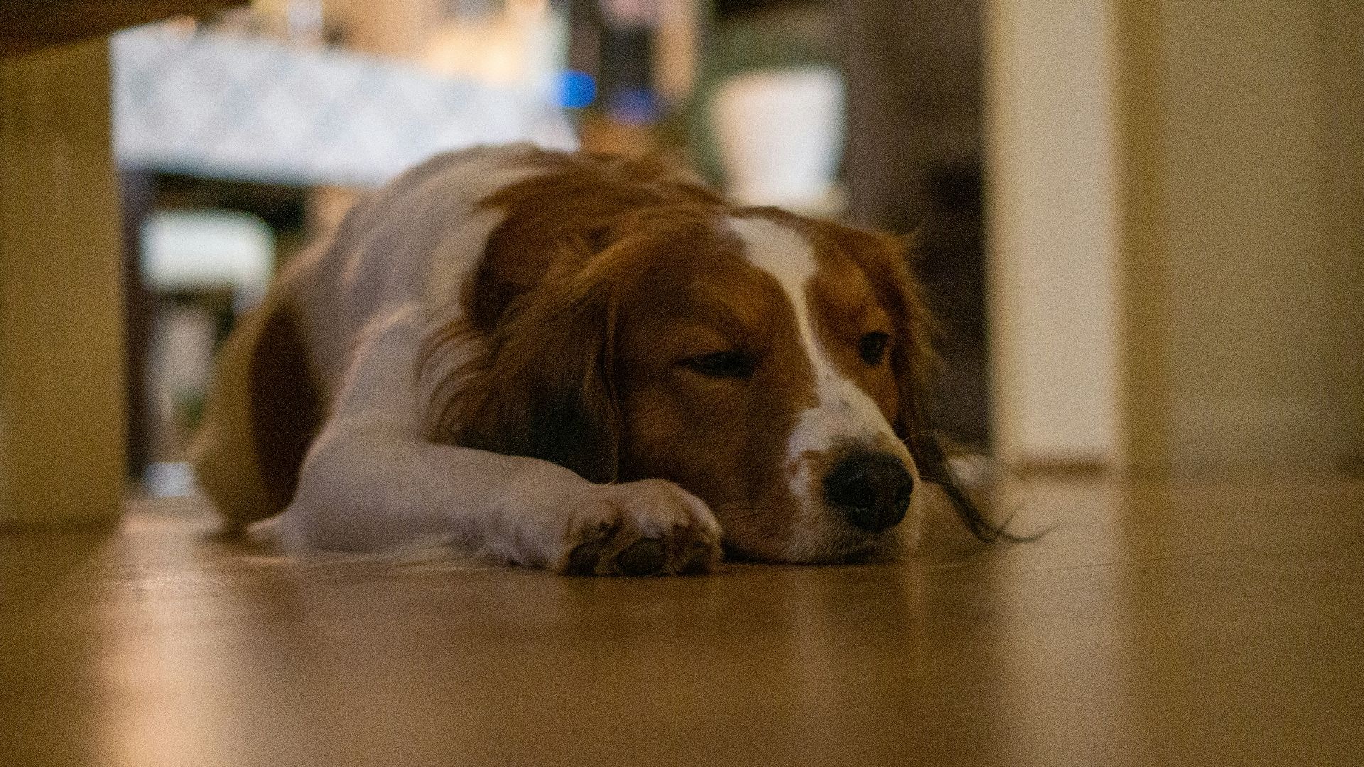 a brown and white dog laying on the floor