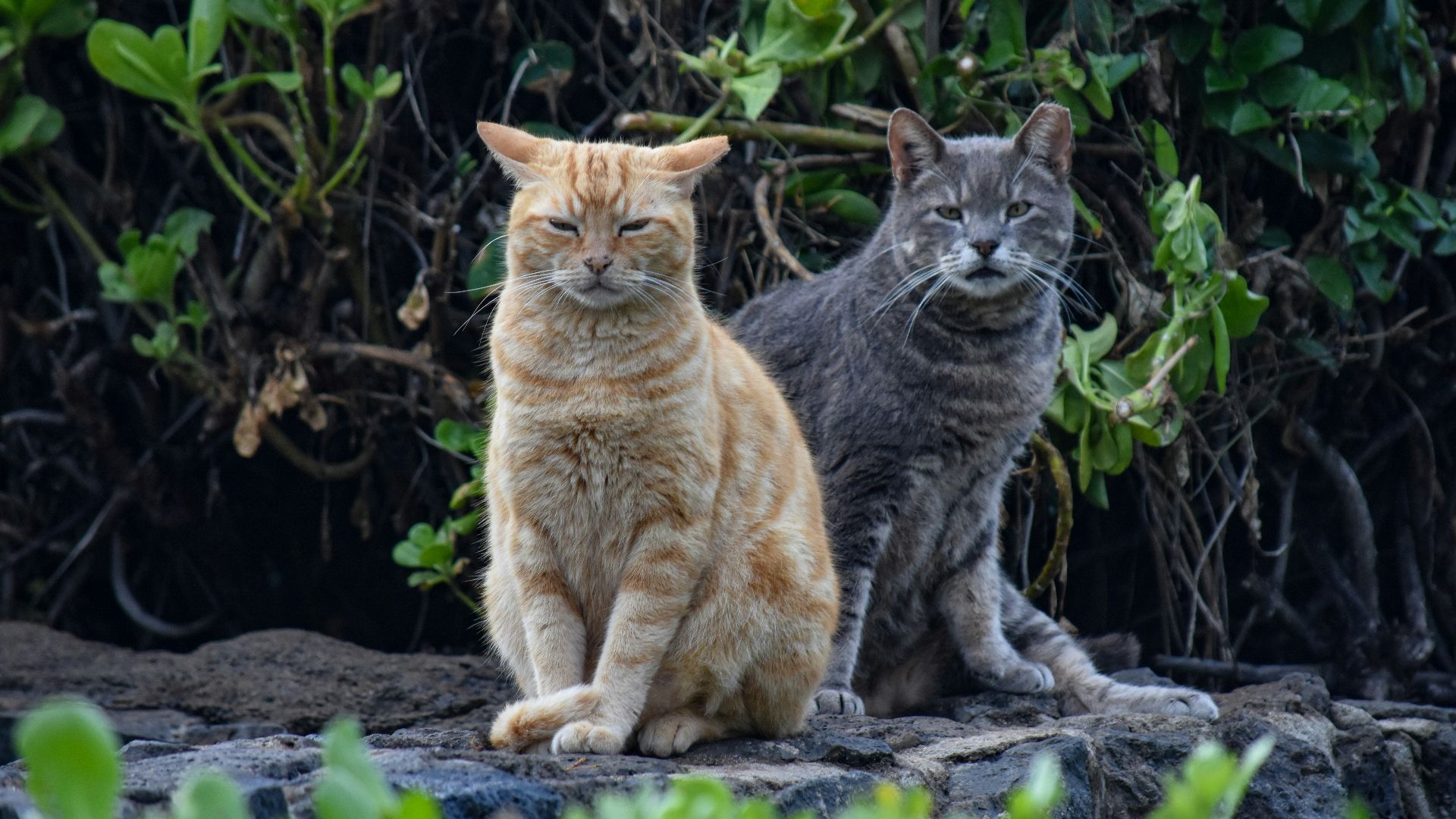 a couple of cats sitting next to each other