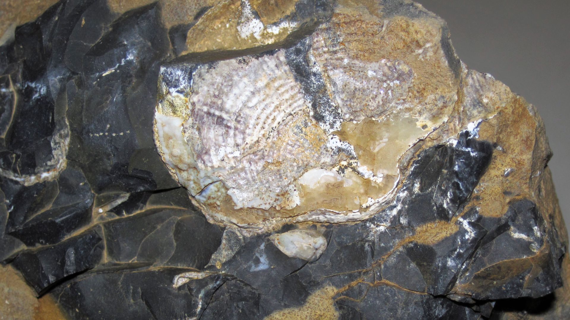 File:Productid brachiopod in flint-bearing fossiliferous limestone (Upper Mercer Limestone, Middle Pennsylvanian; Nellie, Ohio, USA) 5 (26254111708).jpg