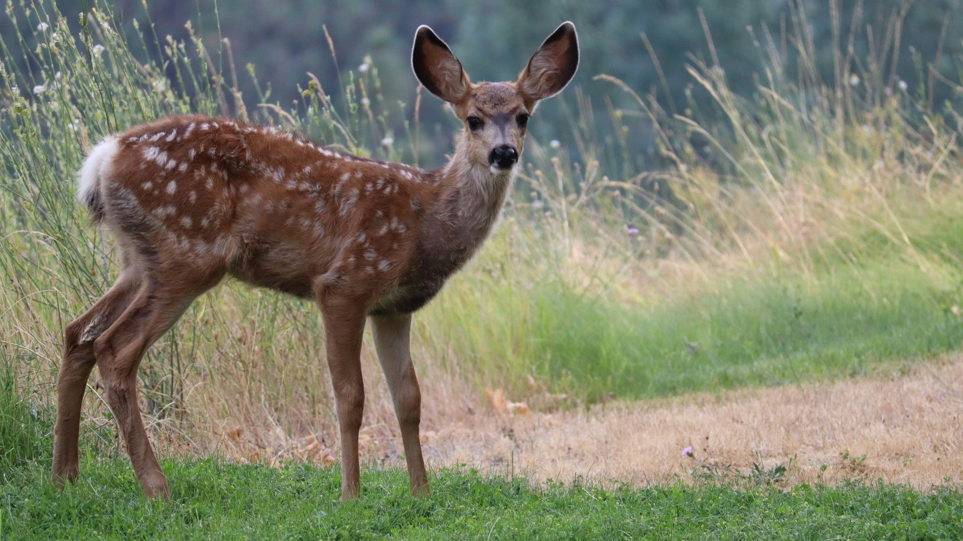 brown deer standing on green grass field