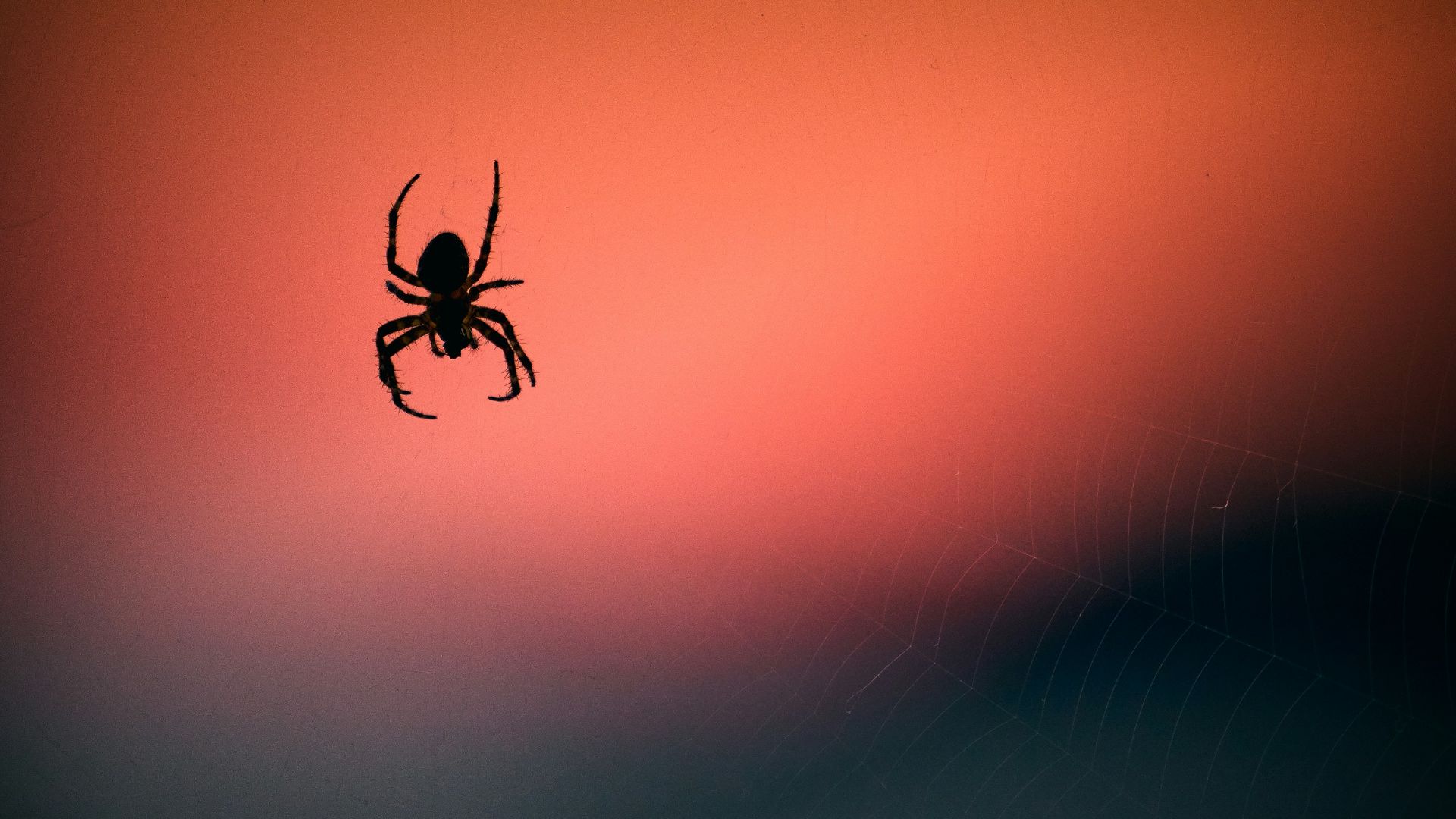silhouette photography of spider