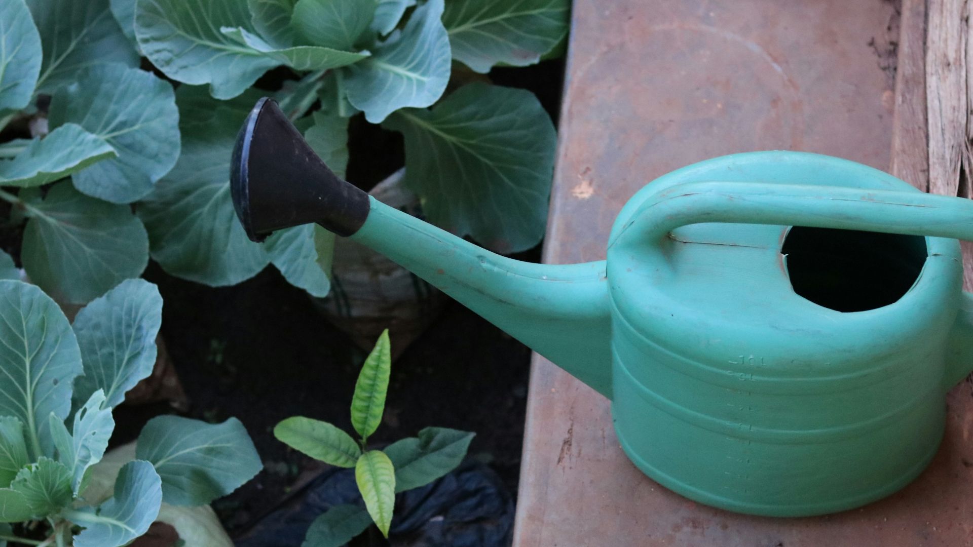 a green watering can sitting next to some plants
