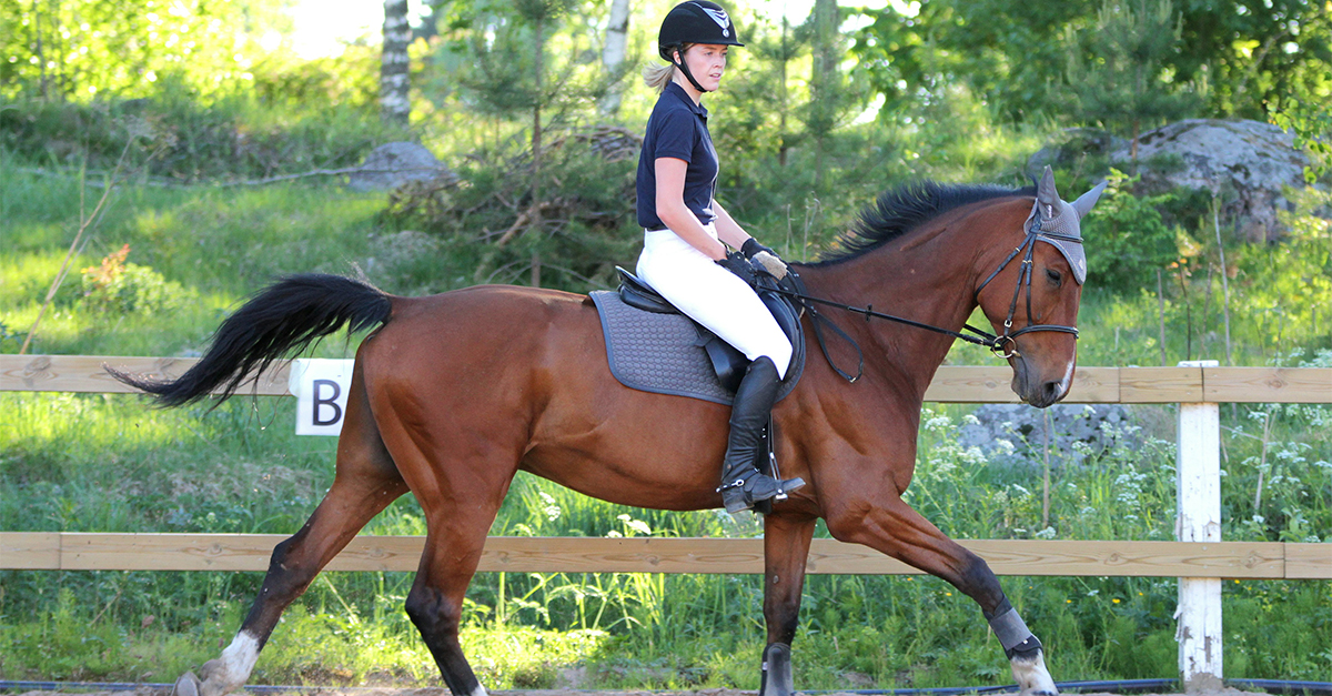 What has six legs, two heads, four ears, and two hands, but walks on four feet?