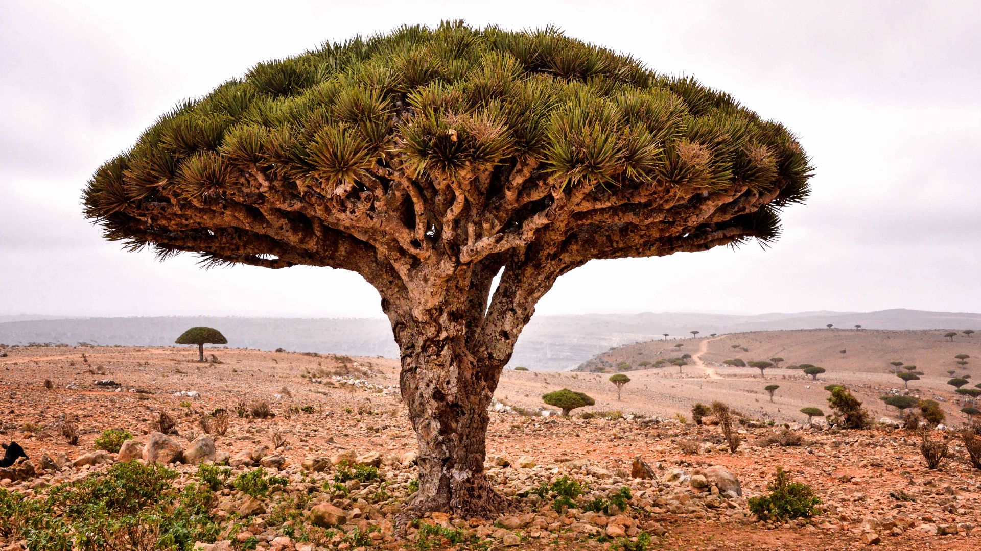File:Dragon's Blood Tree, Socotra Island (17181949319).jpg