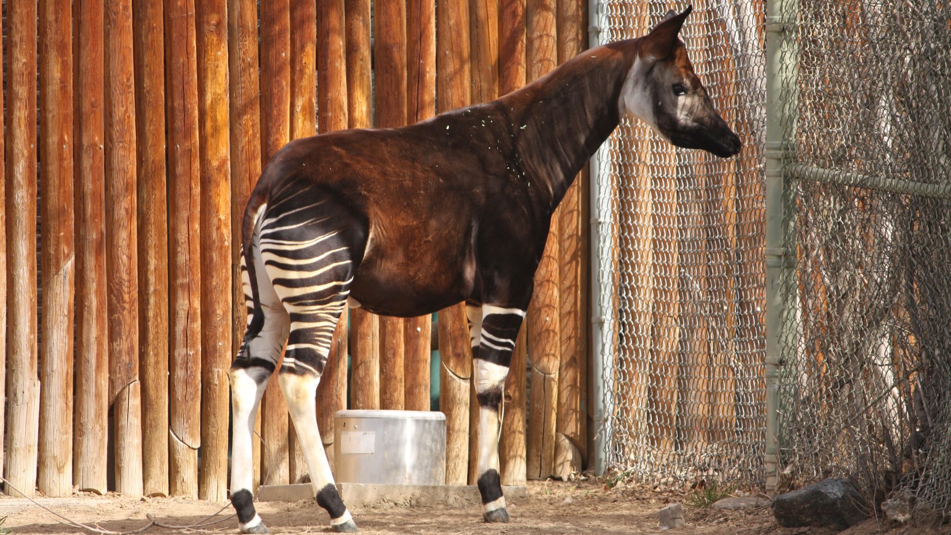 File:Okapia johnstoni at the Denver Zoo-2012 03 12 0781.jpg