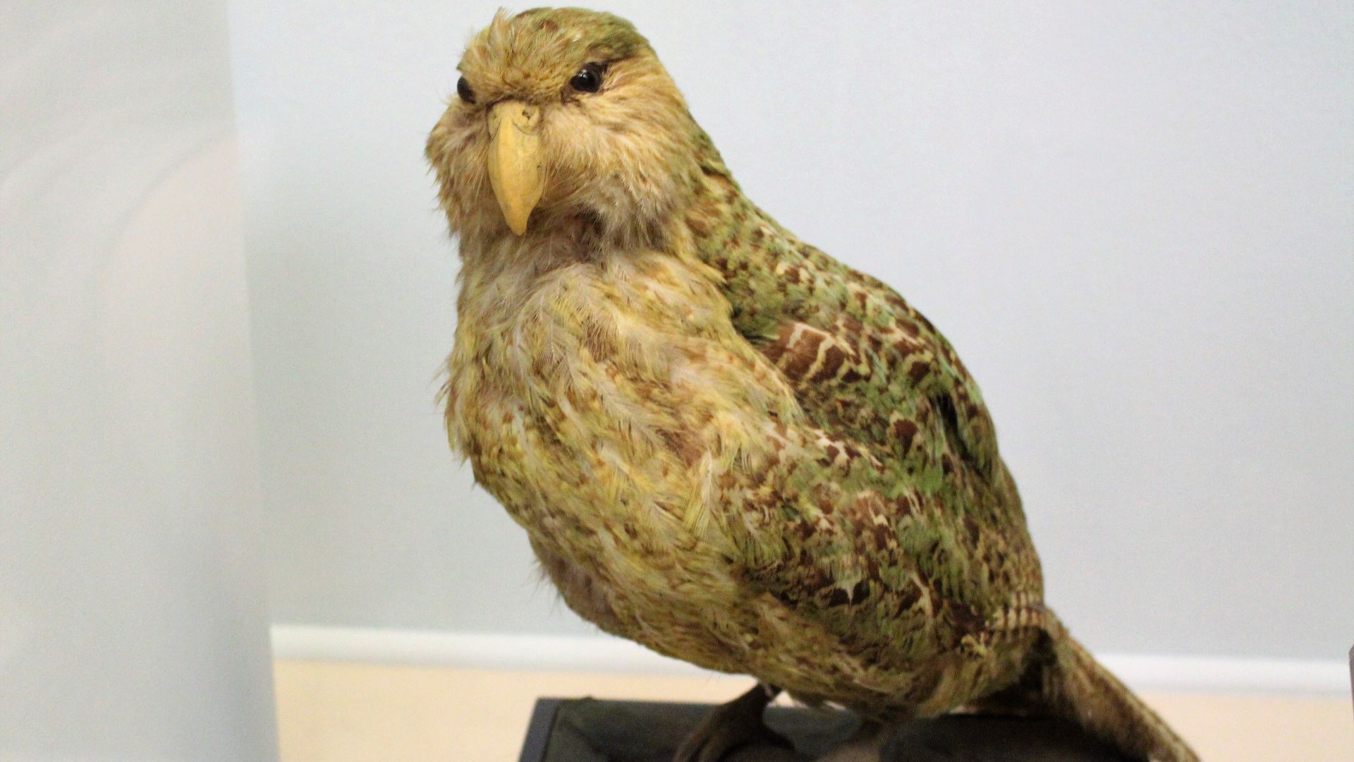 File:Ma - Strigops habroptilus - 3.jpg