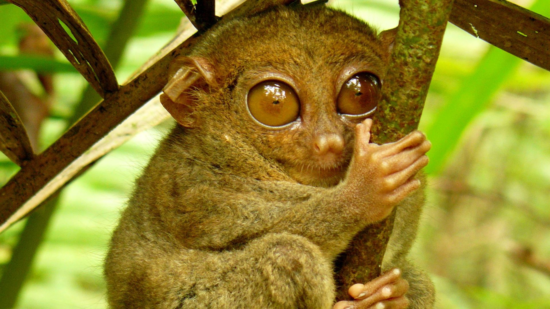File:Tarsier Hugs Mossy Branch.jpg