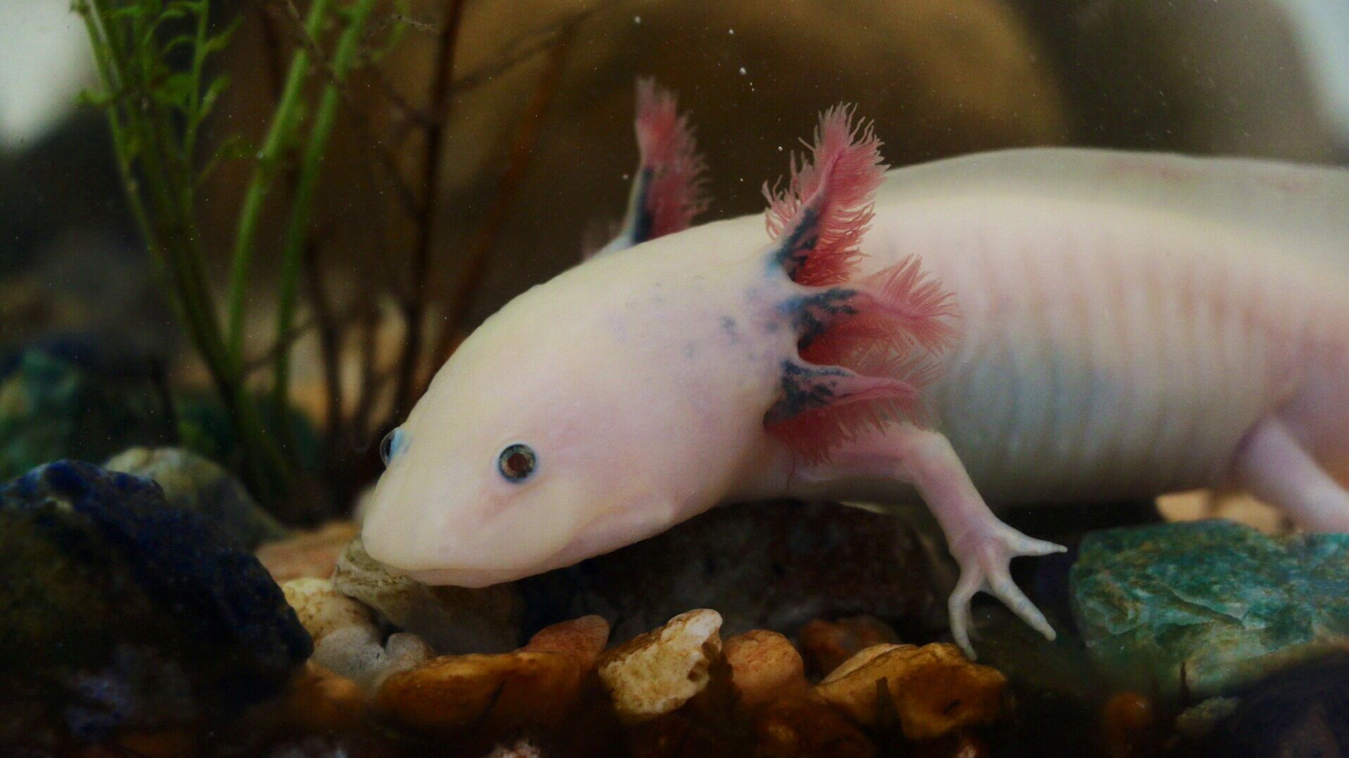 File:Axolotl ambystoma mexicanum anfibio ASAG.jpg