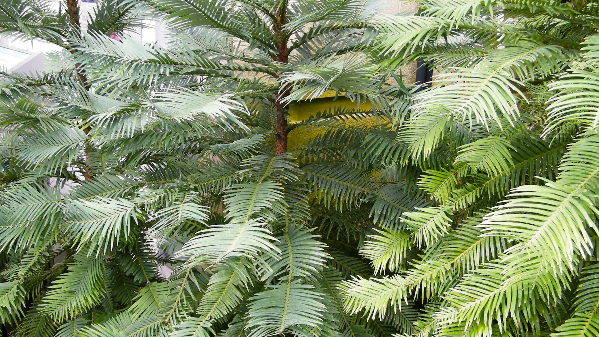 File:Wollemia nobilis - US Botanic Gardens - Stierch.jpg