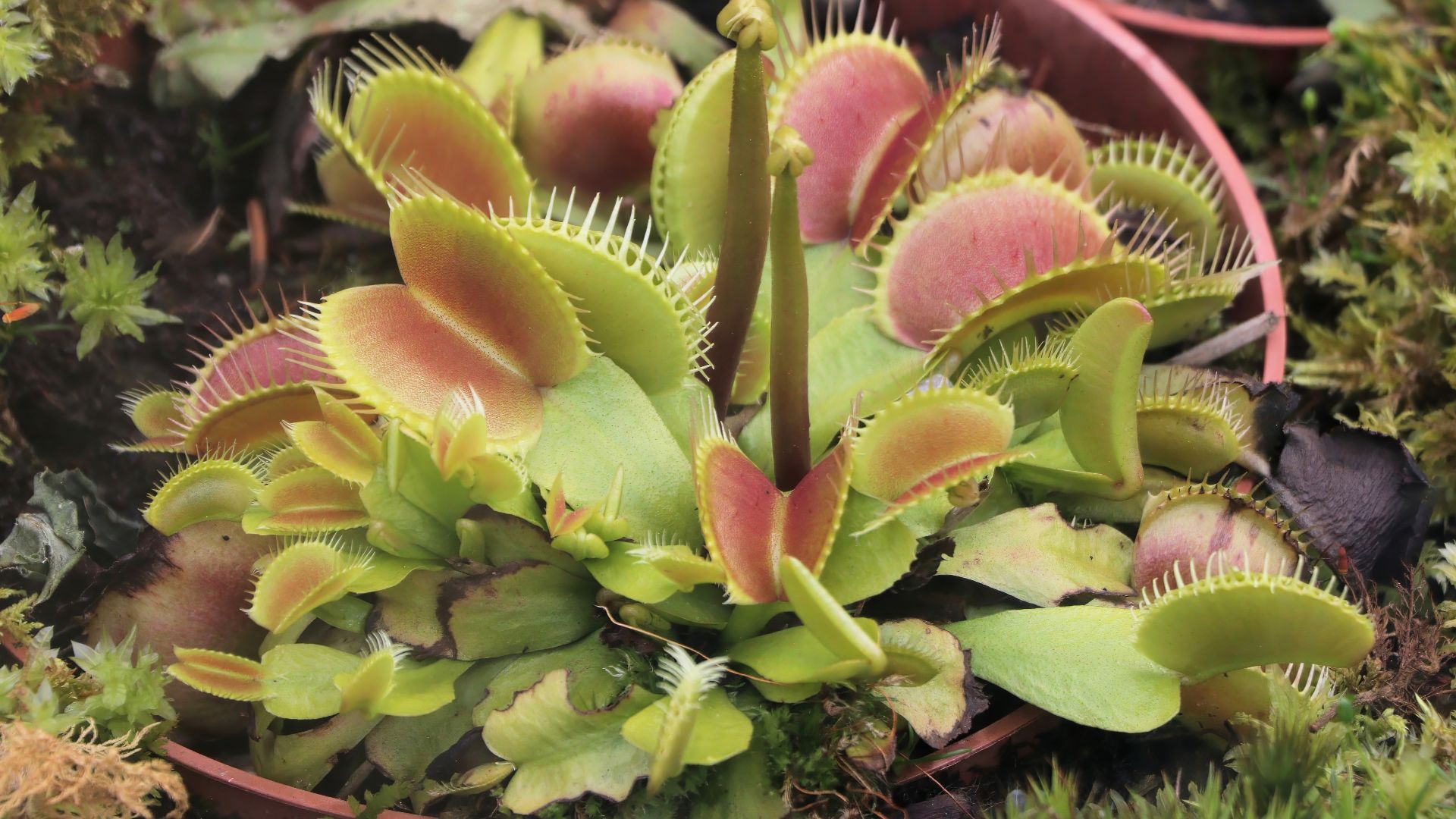 File:Venus Flytrap Dionaea muscipula 1060.jpg