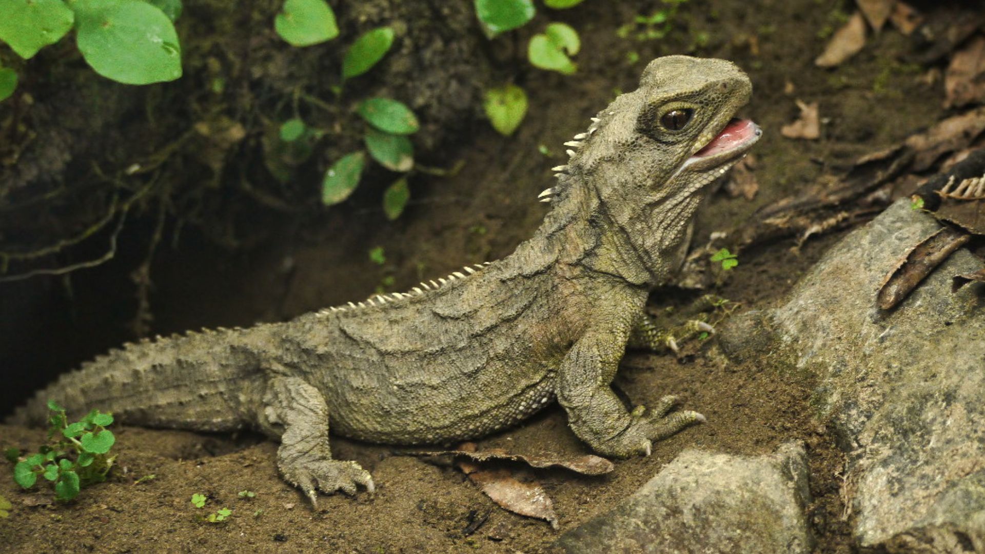 File:Tuatara (5205719005).jpg