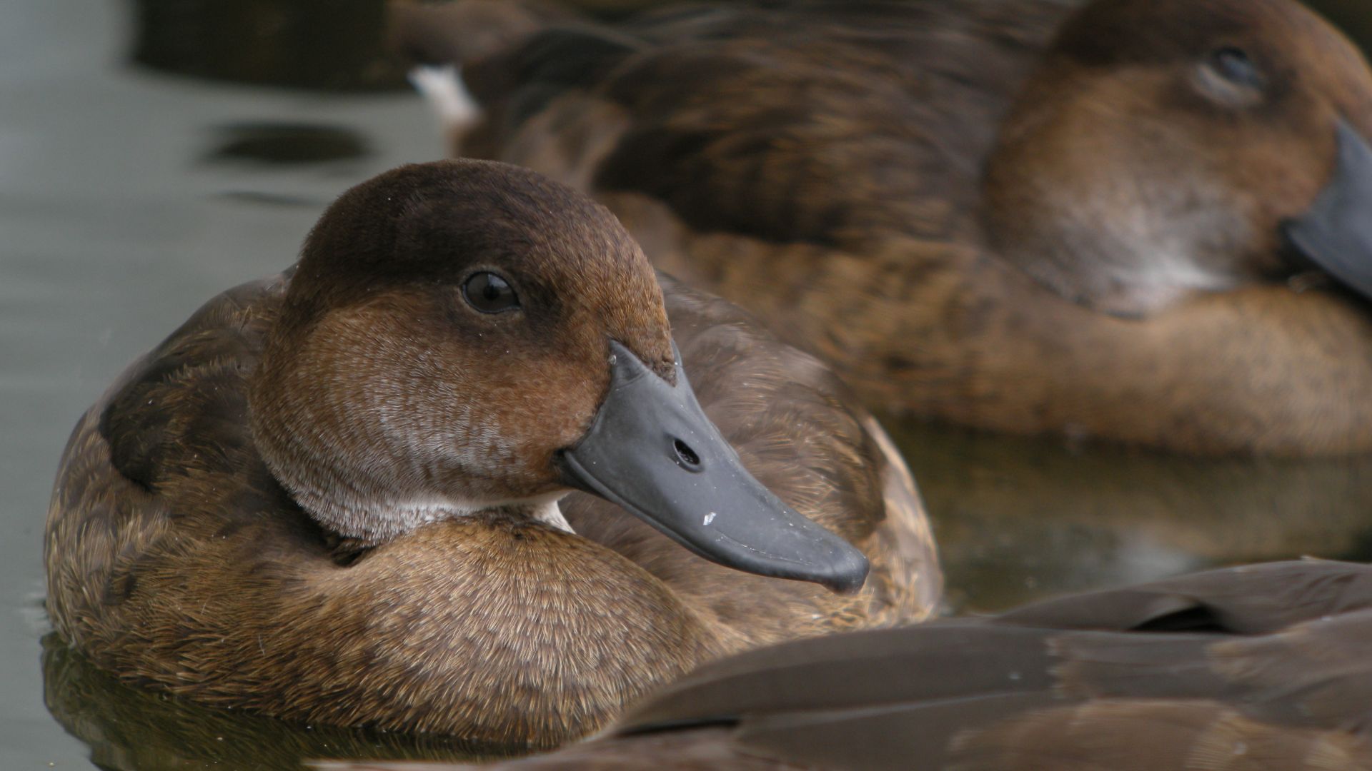File:Madagascar Pochard, Captive Breeding Program, Madagascar 3.jpg