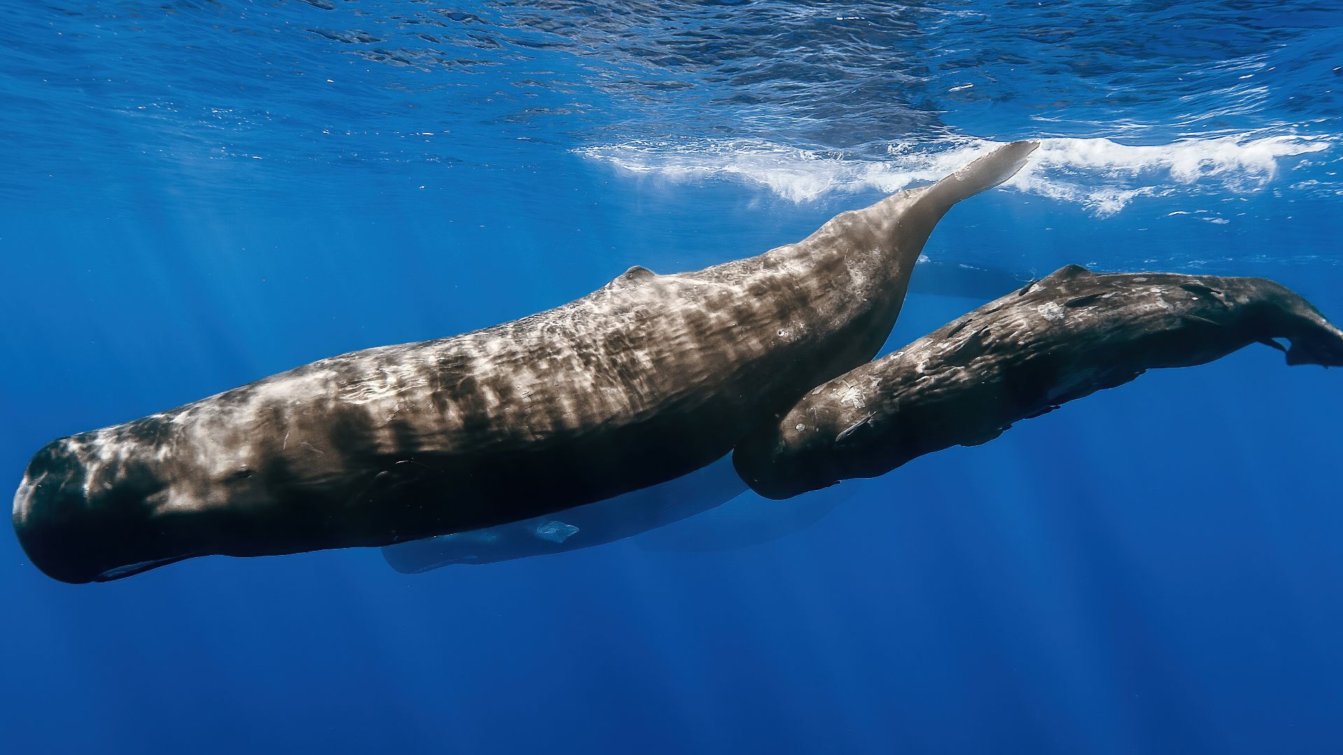 File:Sperm whale pod recolored.jpg