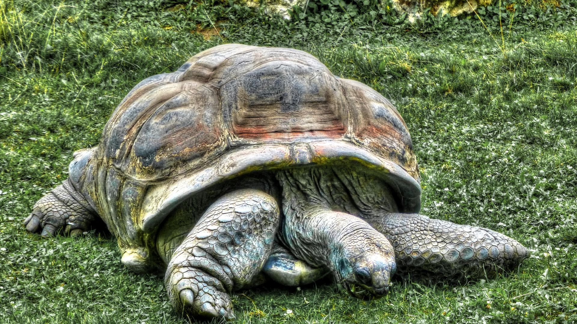 File:Seychelles Giant Tortoise in Prague Zoo.jpg