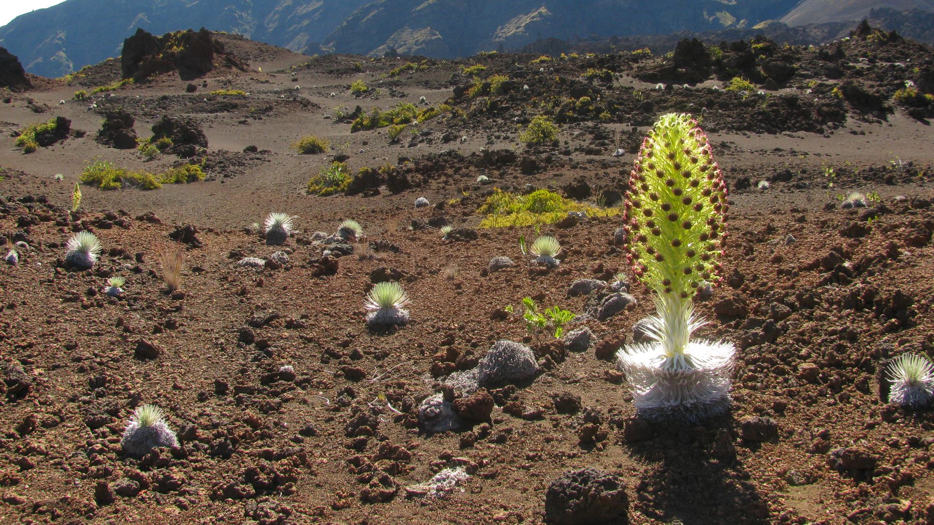 File:Starr-140630-4759-Argyroxiphium sandwicense subsp macrocephalum-flowering habit view Hanakauhi-Silversword Loop HNP-Maui (24876615689).jpg