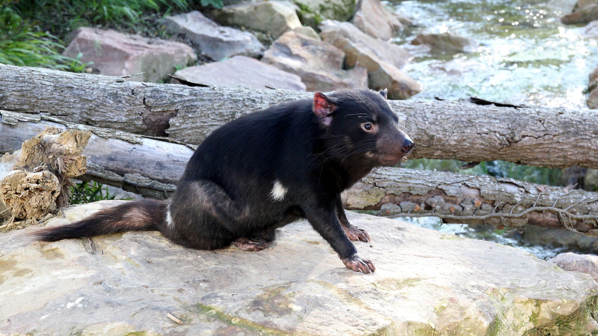 File:ZooParc de Beauval Sarcophilus harrisii 11082019 01 1192.jpg