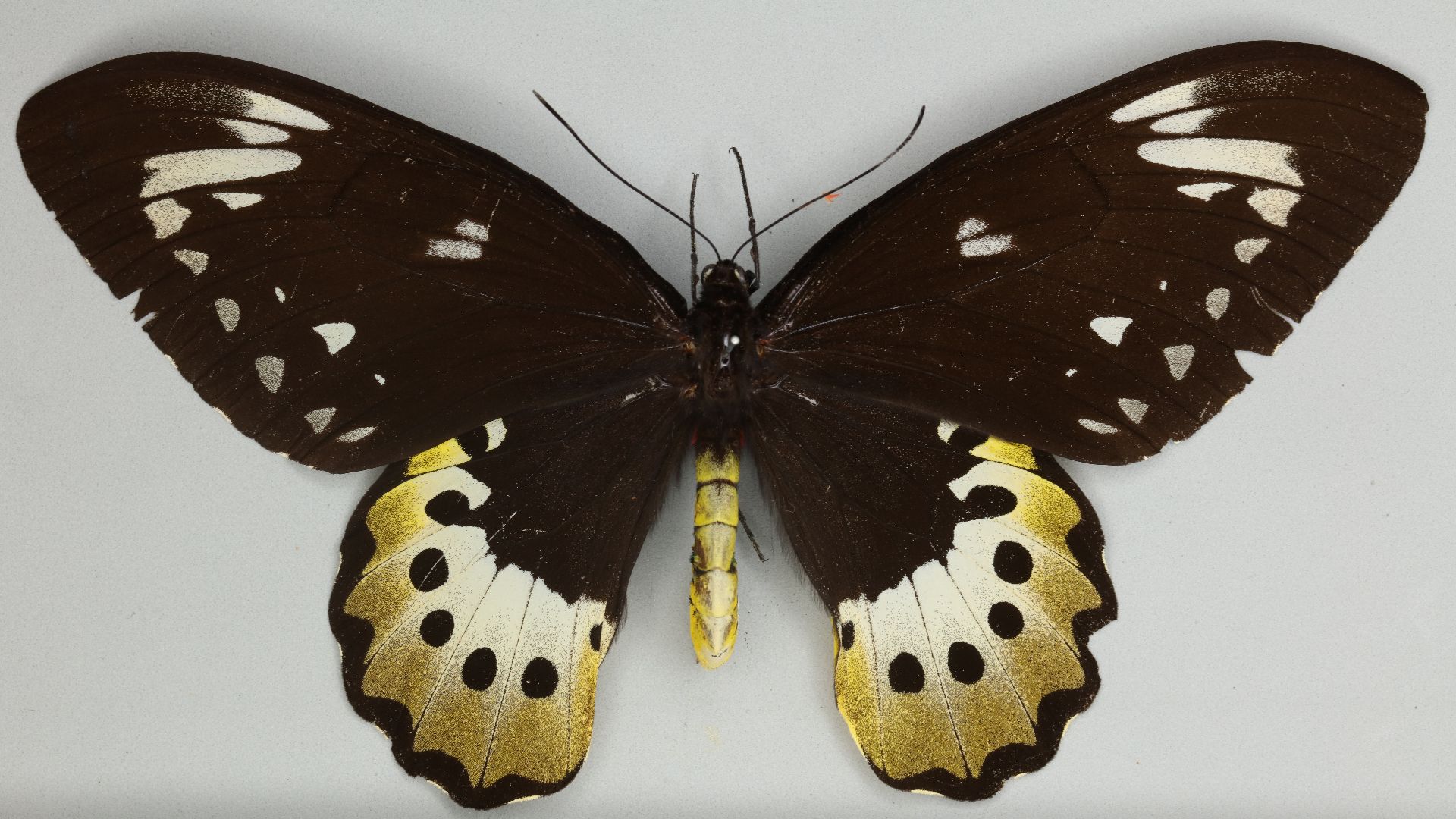 File:013605287 Ornithoptera goliath atlas dorsal female.jpg